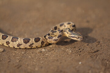 Many-spotted cat snake, large-spotted cat snake and marbled cat-eyed snake