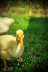 a small yellow goose on the green juicy grass
