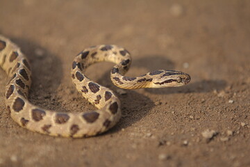 Many-spotted cat snake, large-spotted cat snake and marbled cat-eyed snake