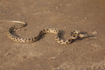 Many-spotted cat snake, large-spotted cat snake and marbled cat-eyed snake