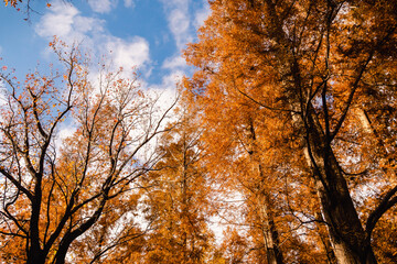 メタセコイア並木