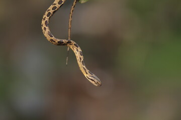 Many-spotted cat snake, large-spotted cat snake and marbled cat-eyed snake