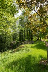 Fototapeta na wymiar Forêt dans les ruines du château