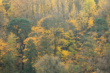 Seasonal image of a forest in autumn. - 443231564