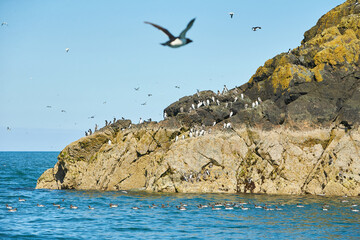 Guillemot seabirds, Uria aalge, on the water of the irish sea with rocky island in background.