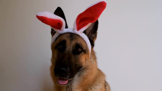 German shepherd with red Easter bunny ears is sitting on white background, looking attentively and smiling. Minimalistic horizontal 4K footage for celebrating Catholic Easter. Dog with big hare ears.
