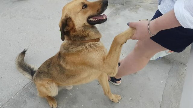 The mongrel dog gives a paw to the girl, then begs for affection. The girl reciprocates.