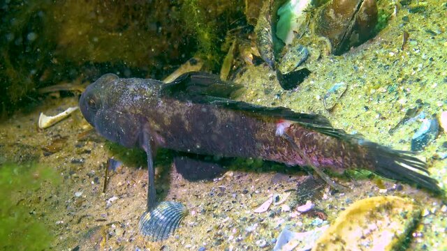 The black goby (Gobius niger) floats above the seabed, the Black Sea.