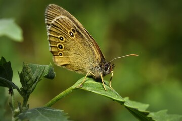 butterfly on a leaf