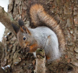 a squirrel nibbles a nut sitting on a tree