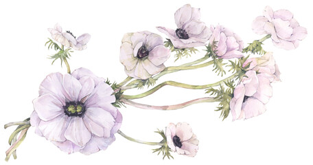 Bouquet of tender anemones flowers. Hand painted watercolor illustration.