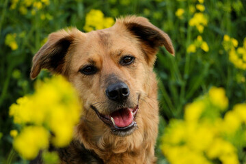 beautiful mixed shepherd dog hed portrait in a rape seed field