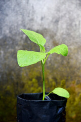 Small Egg Plant tree grouwth on the black poly bag