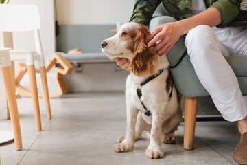 Cute spaniel dog sits at a cafe next to a visitor, generic interior. Pet friendly restaurants or...