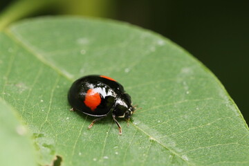Ladybug, Harmonia axyridis on a green leaf.