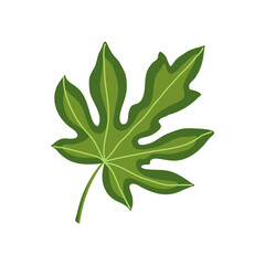 Green papaya leaf isolated on white background. Modern cartoon colorful illustration. Vector design