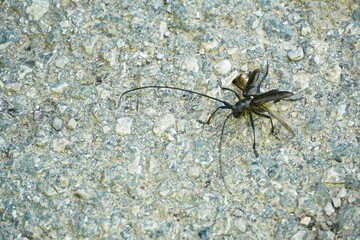 Black grasshopper with spread wings on surface outdoors.  Closeup, selective focus and insect animal theme.