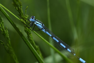 blue dragonfly on leaf