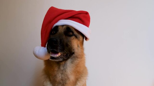 Horizontal footage. New Years card animation with congratulations. German shepherd dog wears red Santa hat. Dog in Christmas hat sits on white background in studio and smiles amiably.