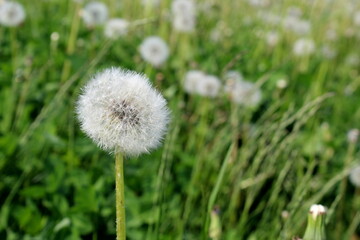 Field with dandelions after flowering on a summer sunny day