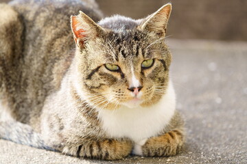 Obraz premium 猫2019
