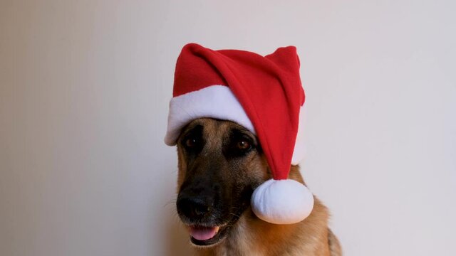 Horizontal footage. New Years card animation with congratulations. German shepherd dog wears red Santa hat. Dog in Christmas hat sits on white background in studio and smiles amiably.