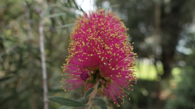 Close-up of a red melaleuca viminalis blossom, creek bottlebrush 