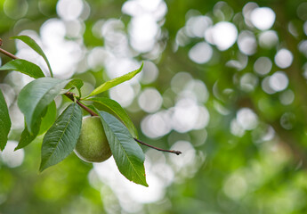 Fototapeta na wymiar green peach and leaves on a tree
