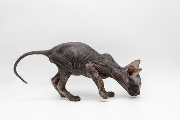 Beautiful gray Sphynx kitten play on the white background.