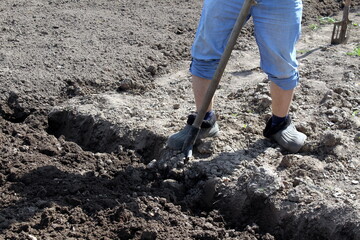 A man digs a garden with a shovel on a bright, hot, sunny spring day.
