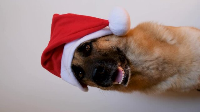 New Years card animation with congratulations. German shepherd dog wears red Santa hat. Dog in Christmas hat sits on white background in studio and smiles amiably. Vertical footage.