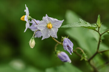 ワルナスビの花　背景　壁紙