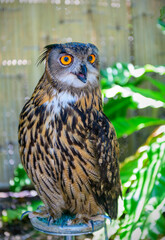 The brown owl stood and looked at the camera.