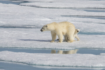 Wild polar bear (Ursus maritimus) mother and cub on the pack ice