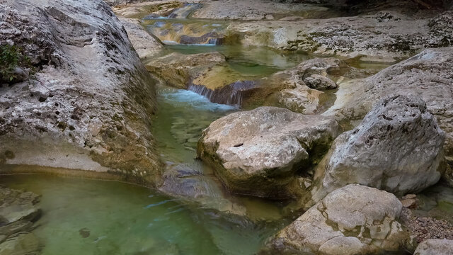 The Stony Birch Of The Forest Brook