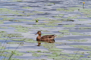 Wild duck swimming in a lake