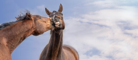 Horses playing close up. Kiss. Portrait on a background of the blue sky. Funny. Banner with place...