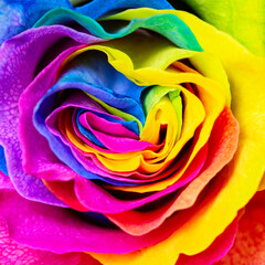 Obraz na płótnie Canvas Beautiful rainbow colored rose bud texture background