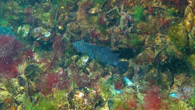 Black males in breeding colors round goby (Neogobius melanostomus) swim above the seabed, Black Sea.
