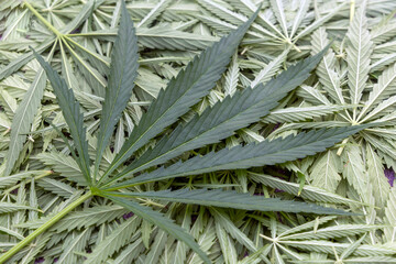 Obraz premium Background of marijuana leaves. Background from green hemp.