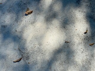 Concrete background, sunlight and tree shadows.
