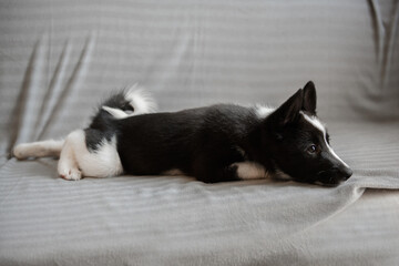 Husky puppy of black and white color. The child of a dog of the Russian-European Laika breed.