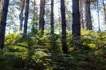 Sunshine through branches and trees in a coniferous forest. Coniferous forest with green ferns.
