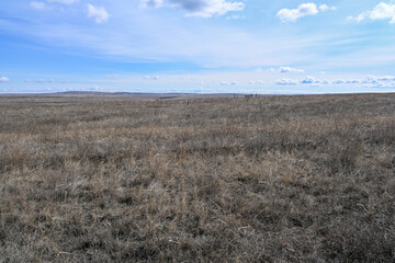 The desert steppes, bushes, grass and cloudy sky. Spring.