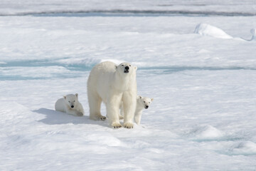 Fototapeta premium Wild polar bear (Ursus maritimus) mother and cub on the pack ice