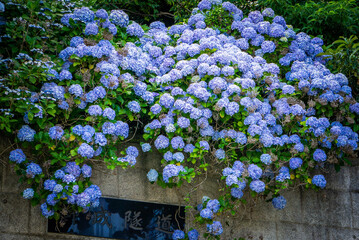 鎌倉のあじさい