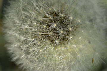 Close-up view of dandelion seed.