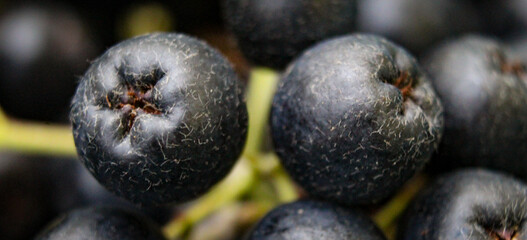 Banner. Close up of chokeberry berries. Macro chokeberry. Aronia melanocarpa. Aronia fruits. Selective focus.