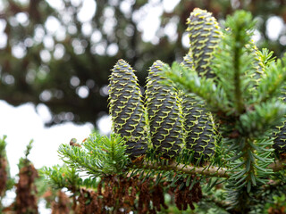 Rare conifers: Korean fir. Cones of the fir. Macro.
