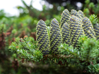 Rare conifers: Korean fir. Cones of the fir. Macro.